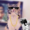 猫能看到什么颜色？猫是不是色盲？ - 知乎