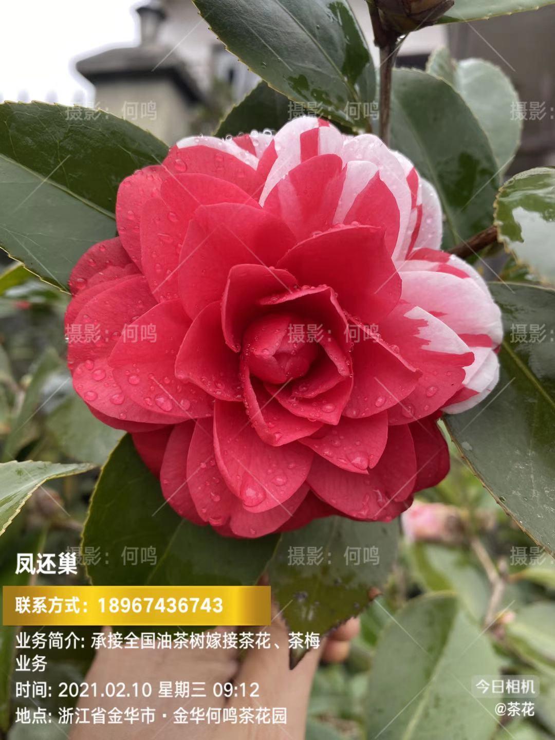 凤还巢茶花