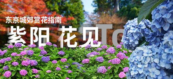梅雨季的浪漫 东京近郊绣球花最佳赏花景点攻略 知乎 梅雨季的浪漫 东京近郊绣球花最佳赏花景点攻略 知乎