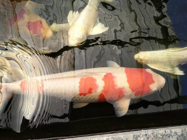 燕尾棋盘短鲷好养吗_短鲷 三湖 哪个 好看 好养_龙纹短鲷好养吗