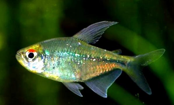 小型观赏鱼:钻石灯鱼