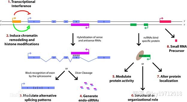 编码RNA与非编码RNA（三） - 知乎