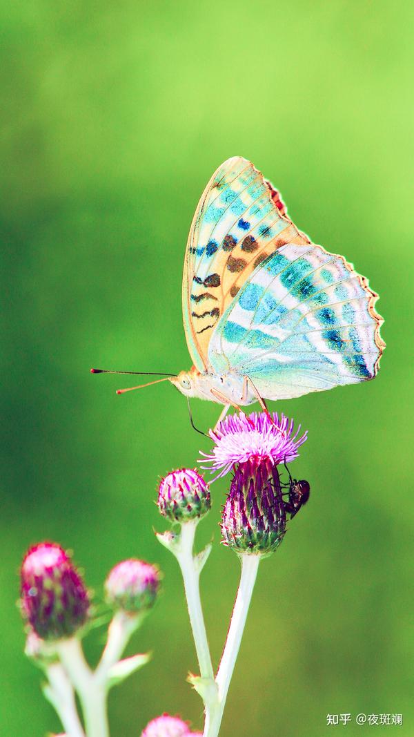 好看的蝴蝶壁纸 - 知乎