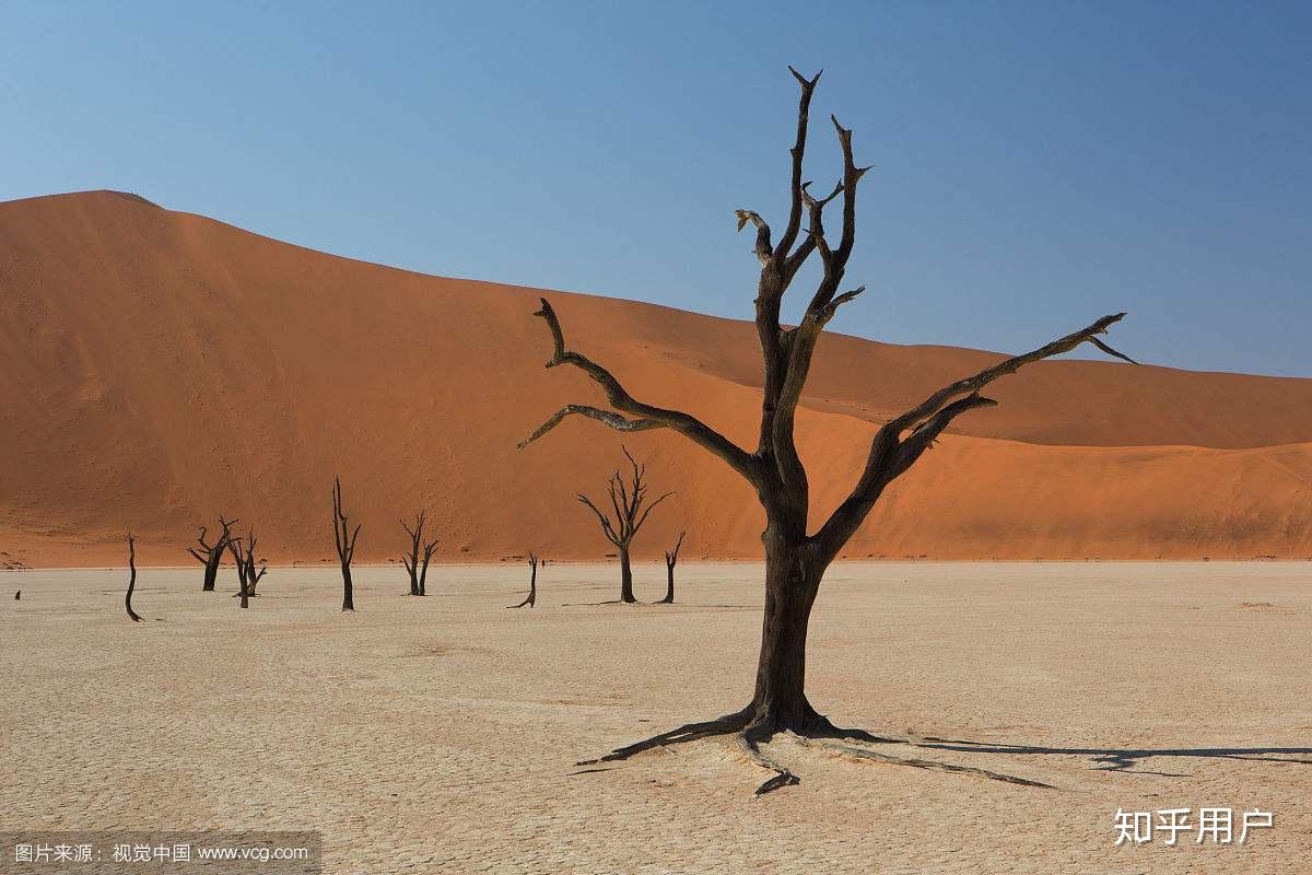 在沙漠地区“植树造林”，到底是好是坏？ - 知乎