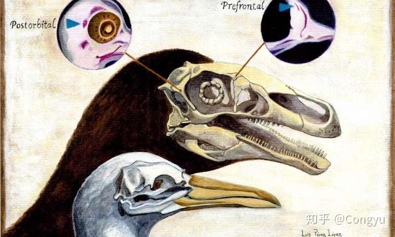 发育生物学研究揭示鸟类起源头骨演化过程