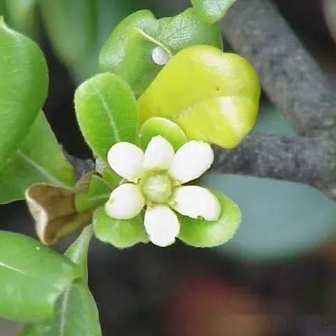 植物界全系列伞形目海桐花科