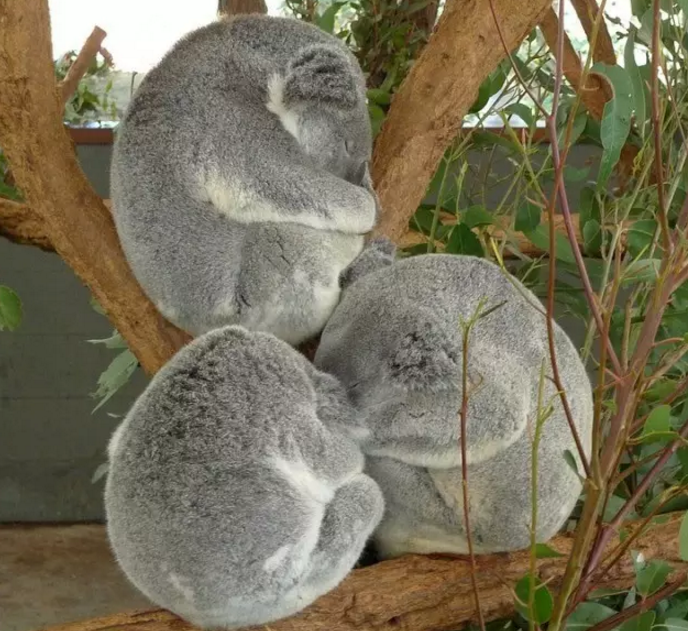 强抱考拉的正确方式