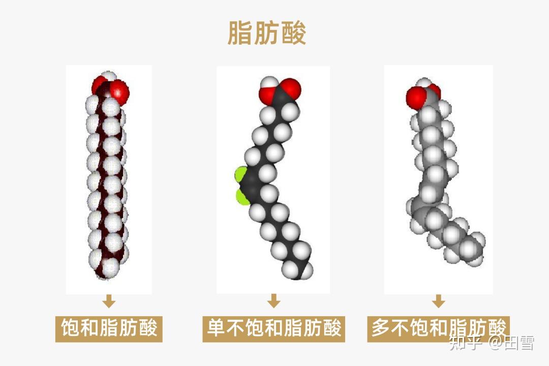 油脂的结构通式图片