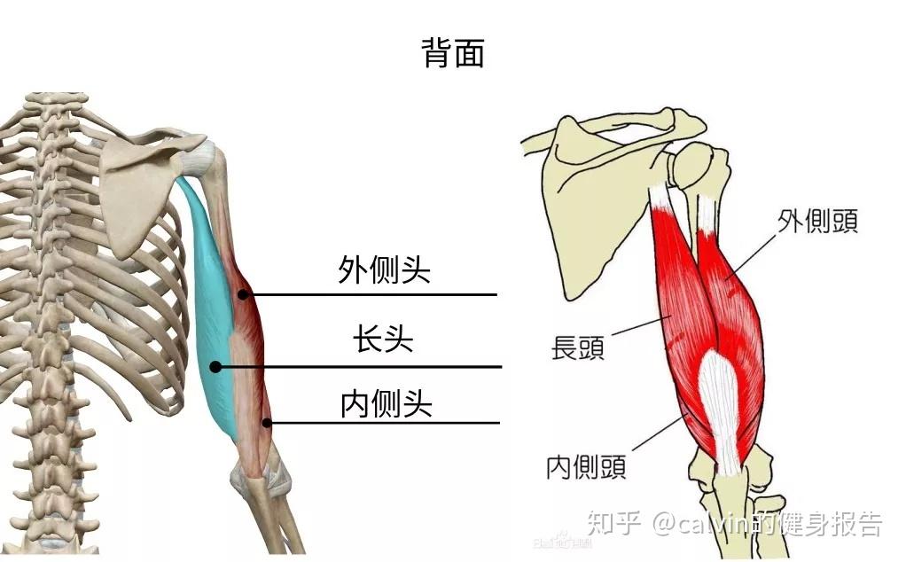 今天要讲的是肱三头肌,我们先来看下它的肌肉解剖
