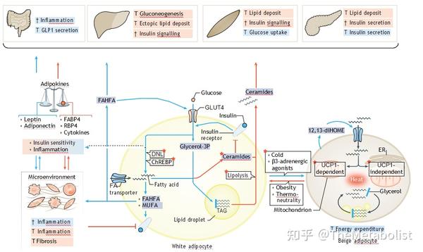 代谢学人--代谢典藏 | Nature综述:脂肪代谢全攻略(下篇) - 知乎