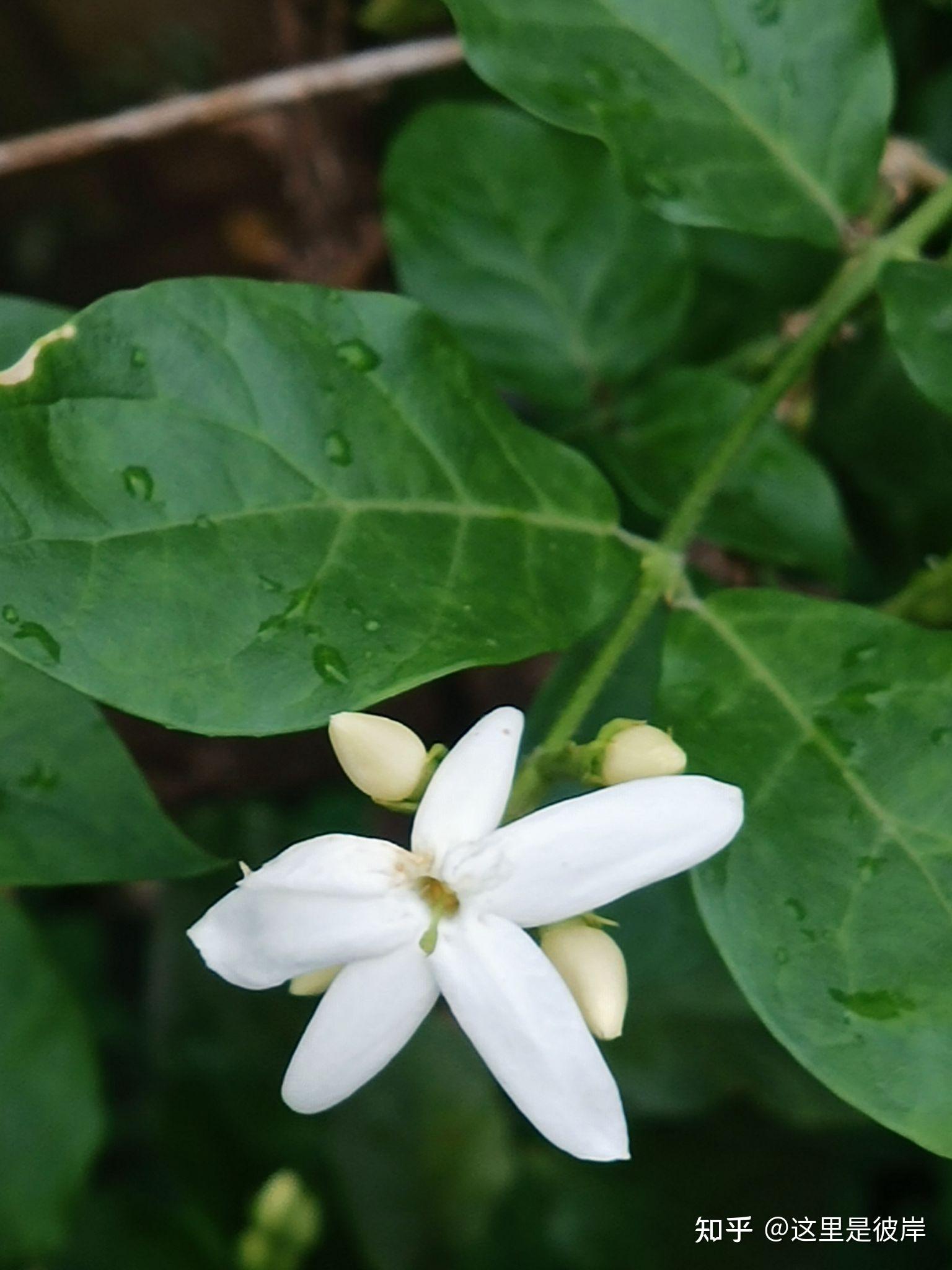 单瓣茉莉花香气沁人心脾