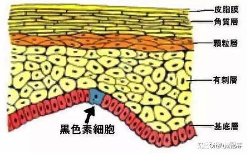 皮肤生理学 皮肤表皮第四层 颗粒层的介绍 知乎