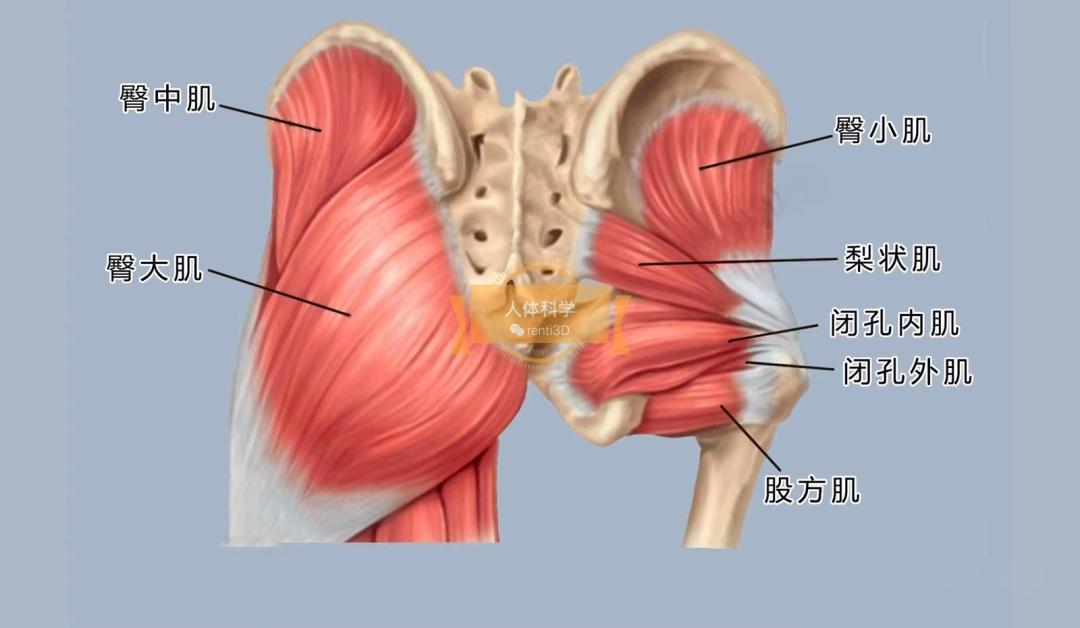 臀部肌肉分布图及名称图片