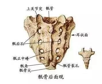 骨开发 67 南通功翰文化传播有限公司创始人 3人 赞同了该文章 尾闾