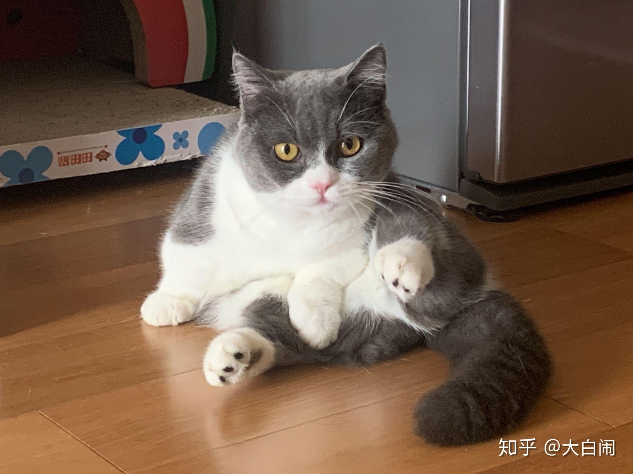 你见过的蓝白猫有多丑