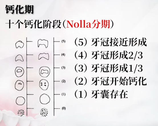 牙齿是如何从无到有一步一步成长最后的结局又如何呢