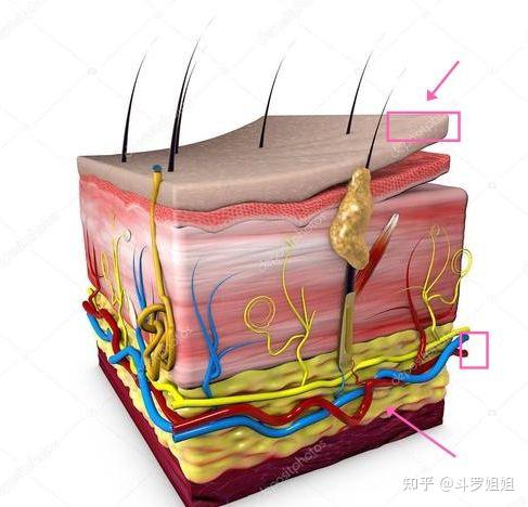 表皮層真皮層,皮下組織,動脈血管處在皮下,真皮層只有極細微的毛細