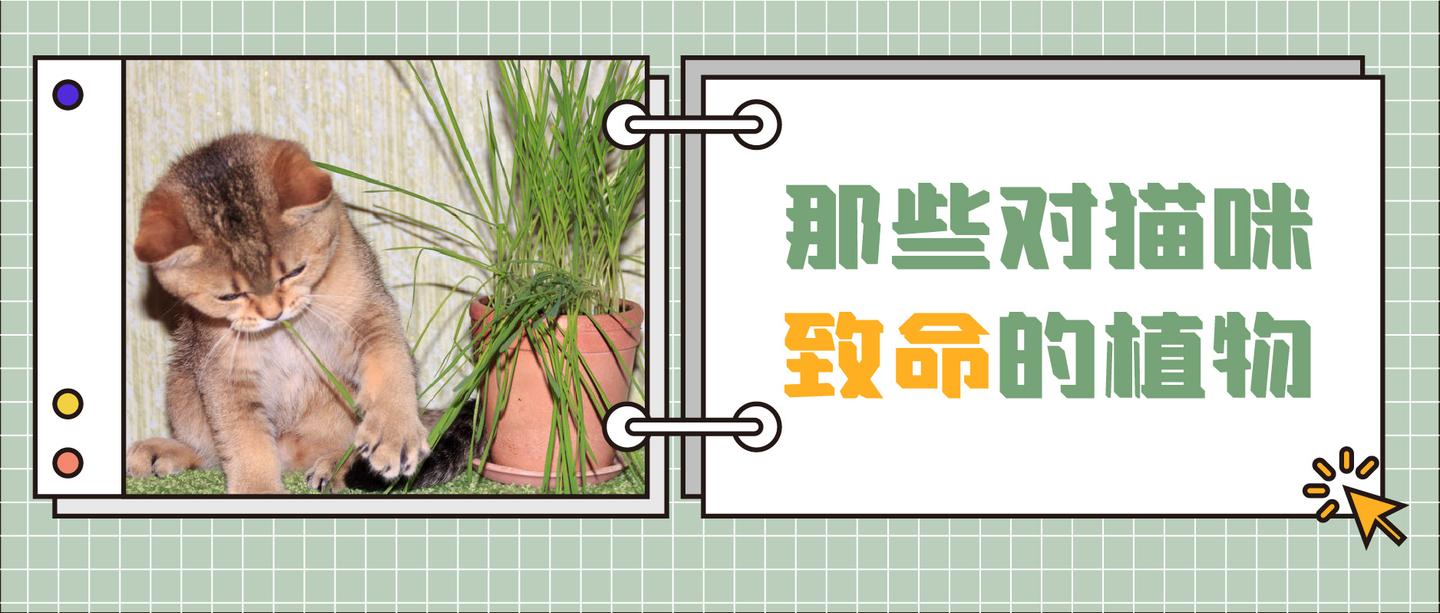 养猫家庭自查 这30种常见植物对猫有毒 知乎 养猫家庭自查 这30种常见植物对猫有毒 知乎