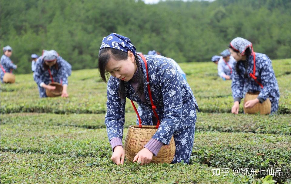 英山茶叶谷茶与爱情图片