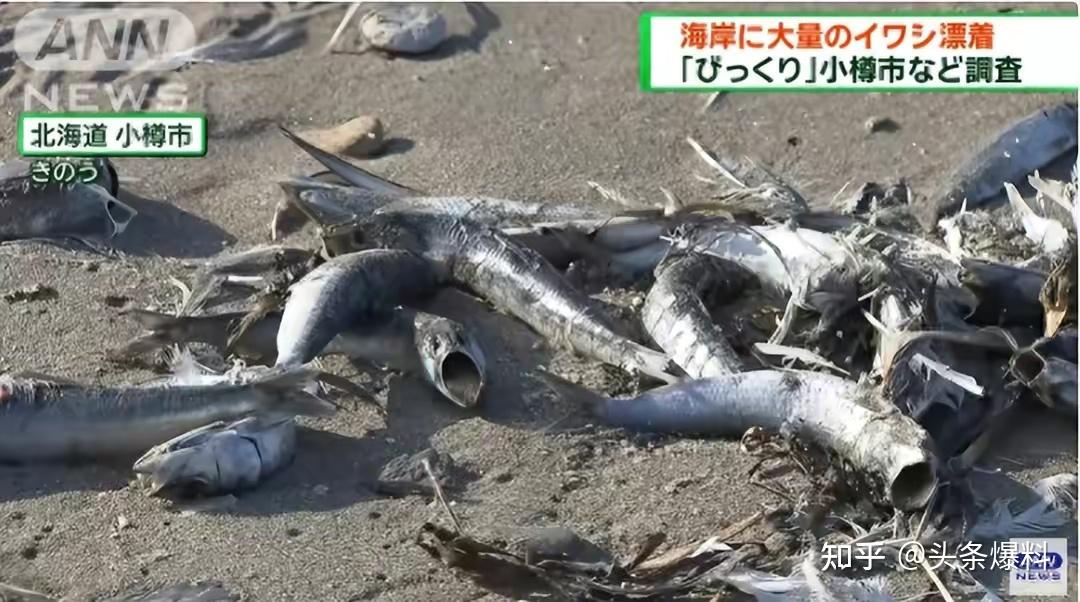 日本北海道海岸出现大量死鱼,绵延 7 公里,当地渔民称 40 多年来第一