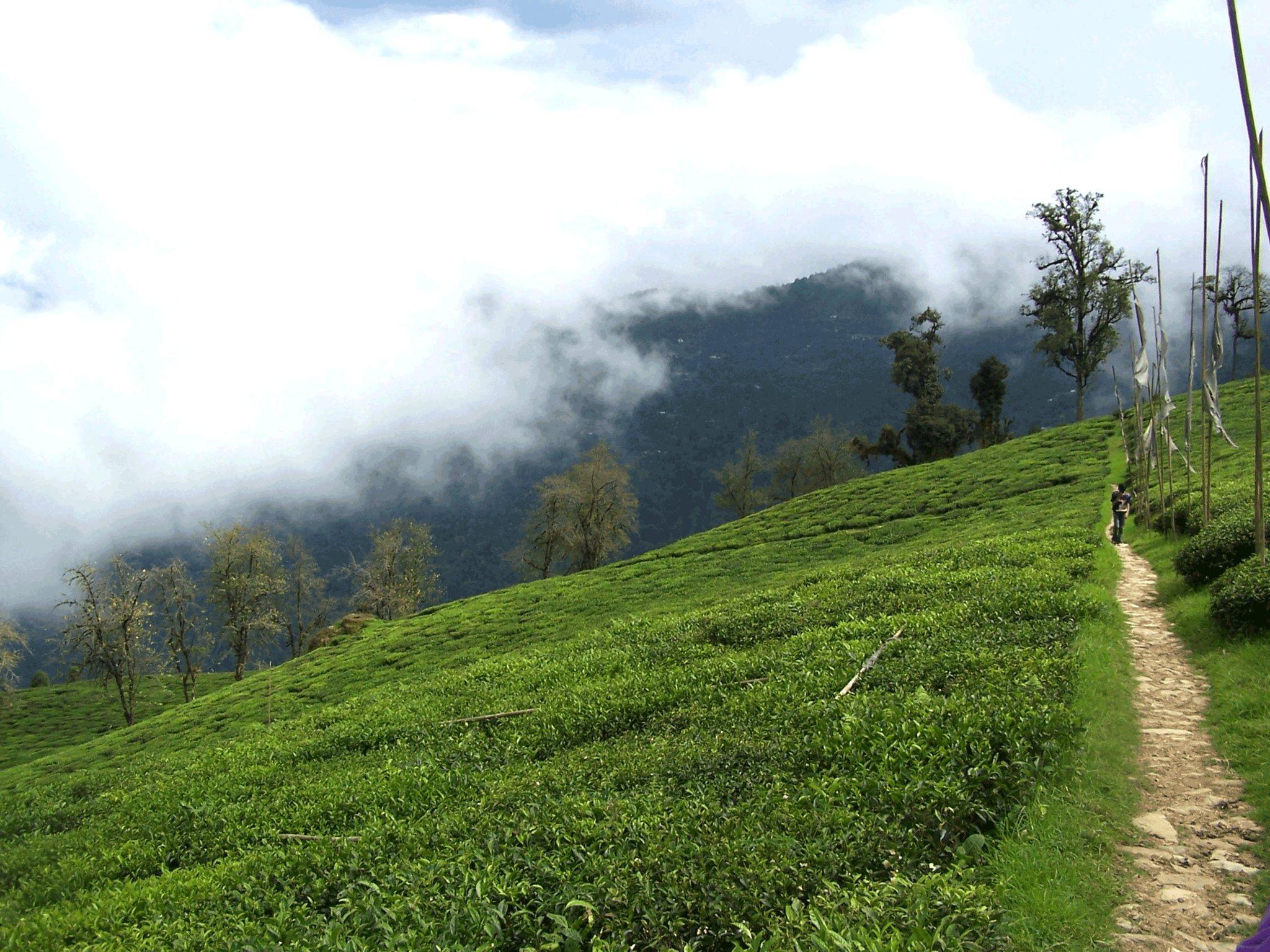 印度红茶知识入门大吉岭和阿萨姆的那些事儿