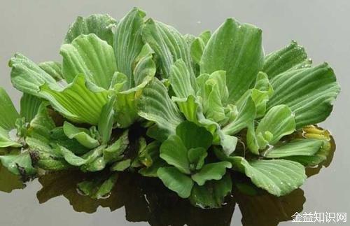 水白菜功效与作用