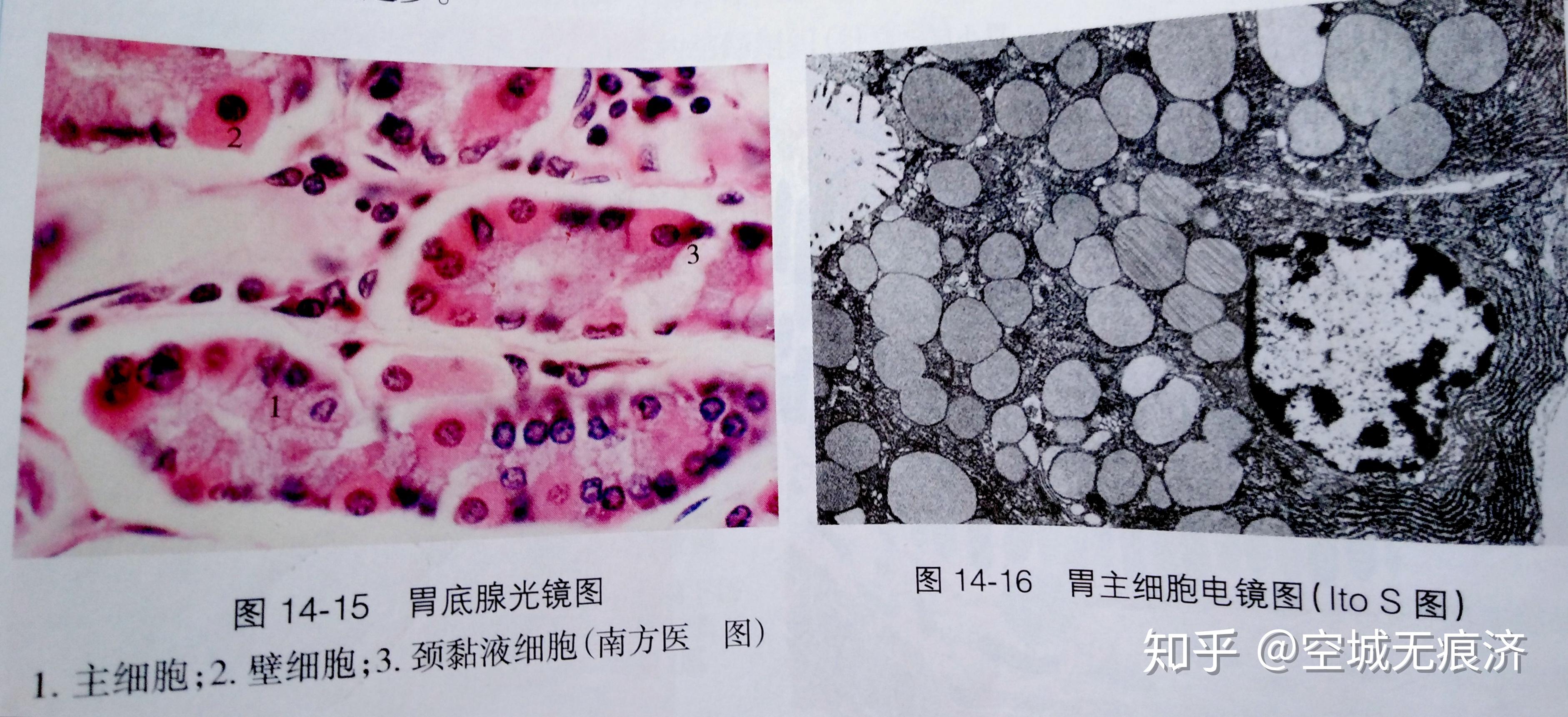 小腸的結構特點是:管腔面有環形皺壁,黏膜有許多絨毛,上皮吸收細胞的