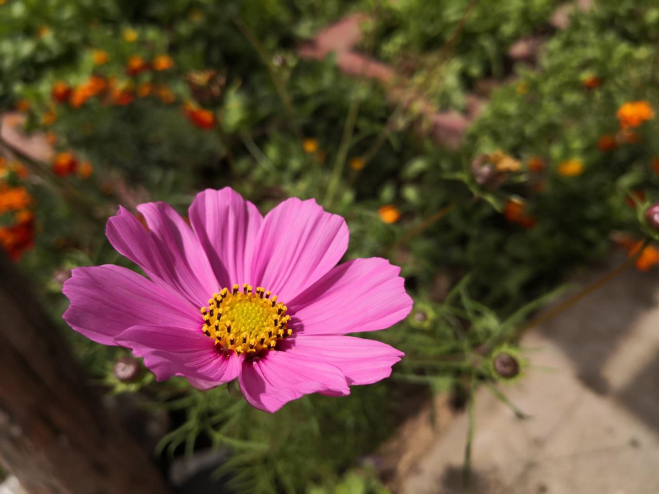 3. 市场映山红行情