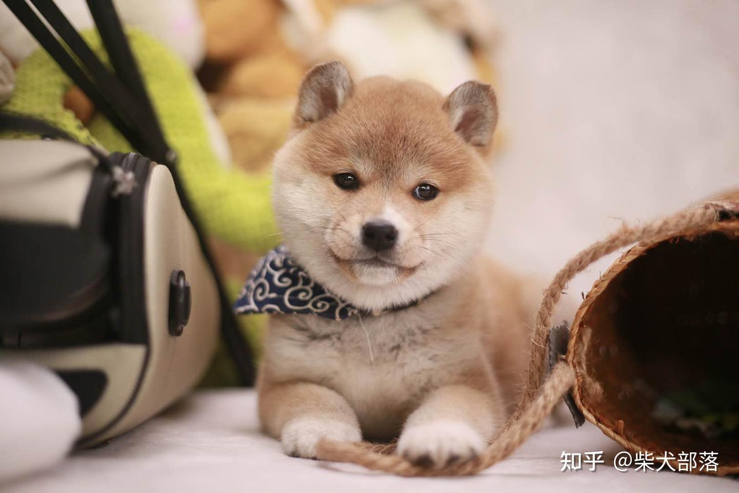 柴犬的智商是人的几岁？和边牧比谁聪明？ - 知乎