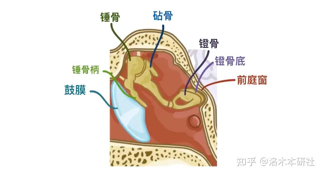 人体解剖学与生理学基础——耳朵篇 - 知乎