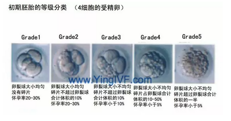 带你看看受精卵怎么培养 胚胎怎么评级 - 知乎