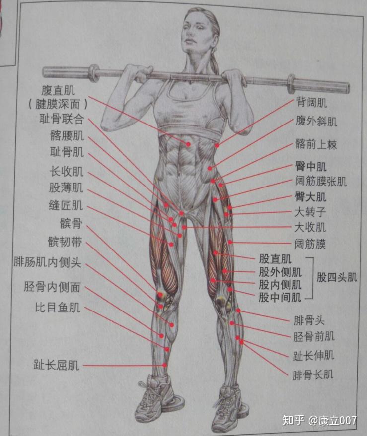 人体腿部名称图片