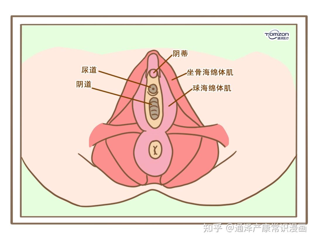 适应人群:阴道口闭合不全,反复阴道炎症和尿路炎症者,有保持外阴阴道