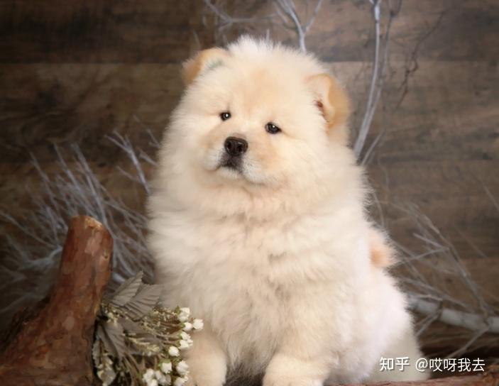 揭秘：松狮犬究竟有多“可怕”？ - 知乎