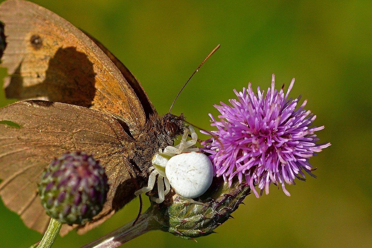 2. 毛鹃科植物特征