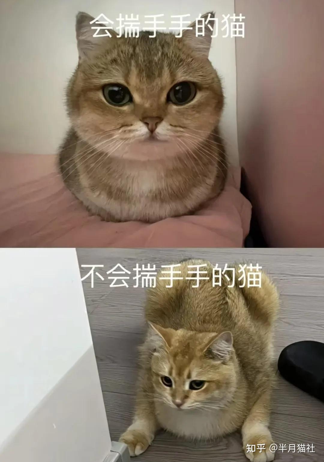 妹子晒猫咪"超绝揣手姿势",网友不敢笑以为截肢了,没想到…猫:你知道