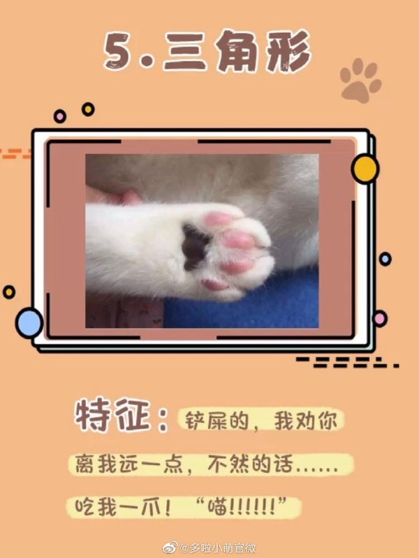 养猫攻略 从猫爪判断猫咪性格 知乎