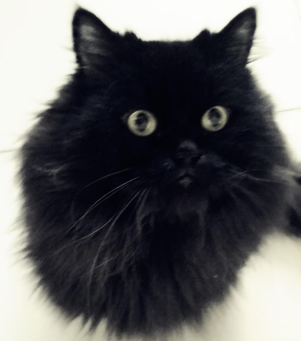 一直用黑色的猫配种，会诞生纯黑的猫品种吗？ - 知乎