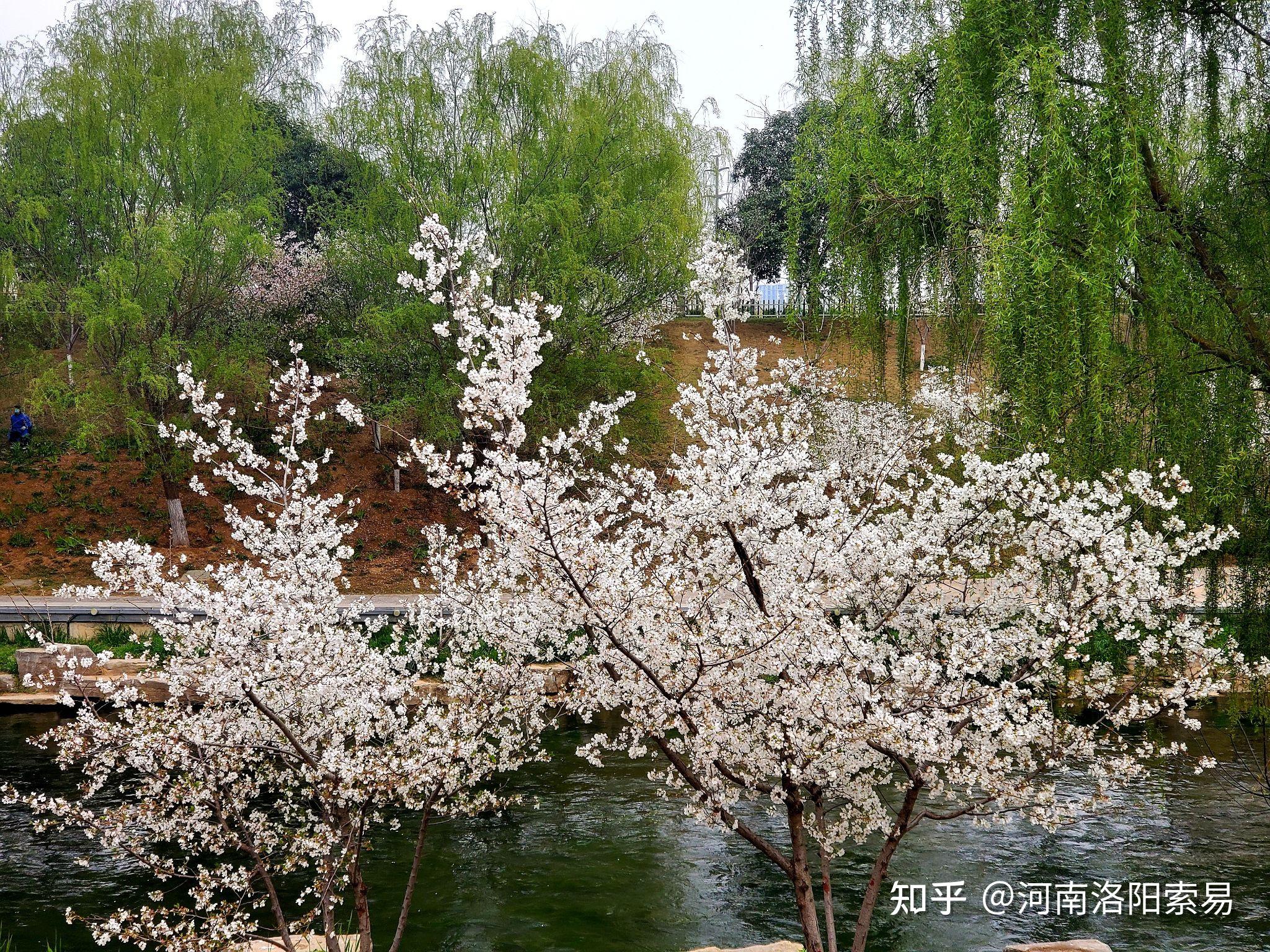 洛阳湖园图片