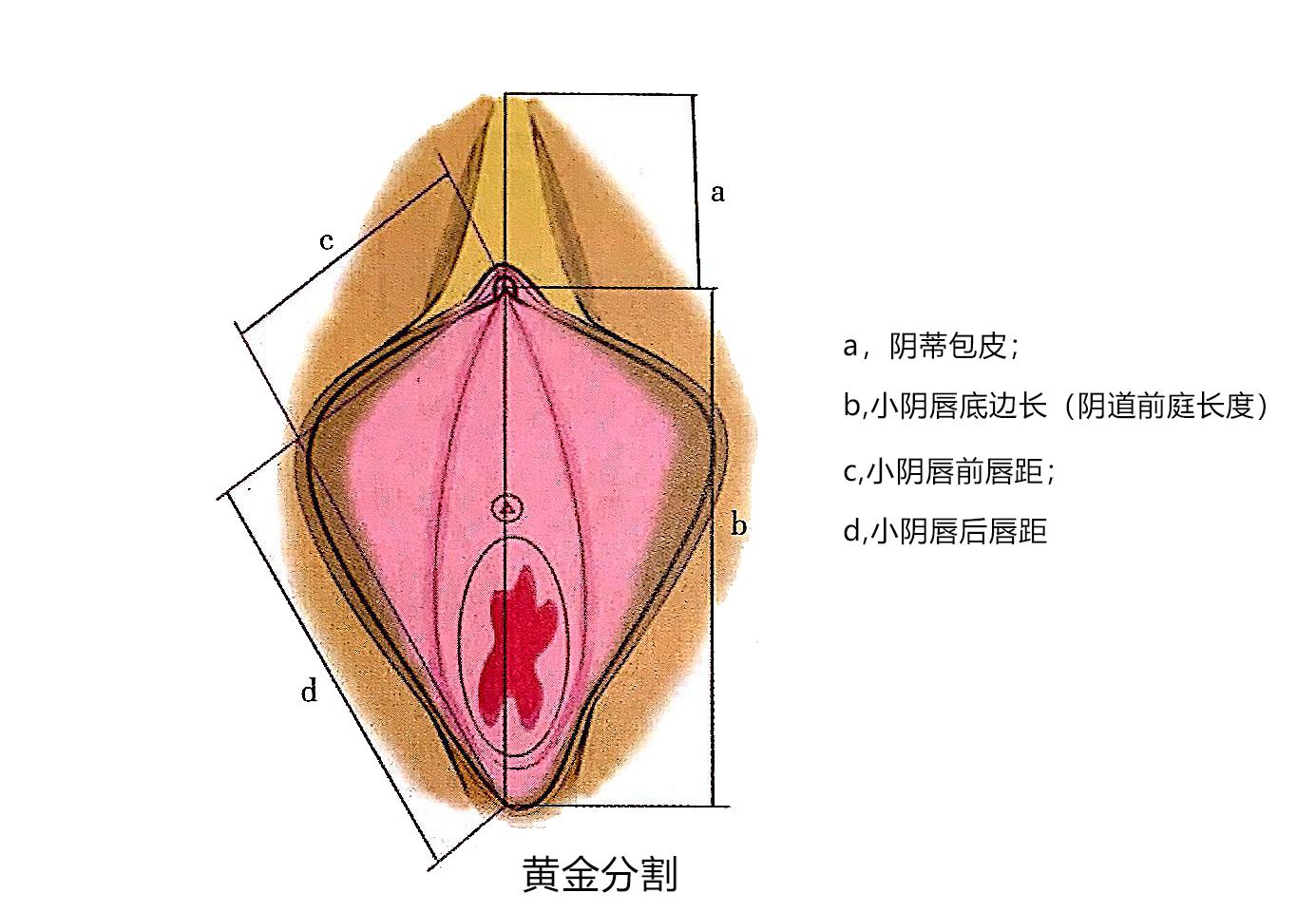 小阴唇 
