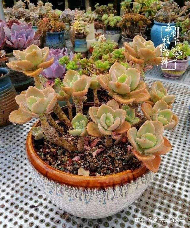 鹤仕,好养好度夏的大型多肉,颜值并不输紫乐淡雪,你看那些喜欢大盆
