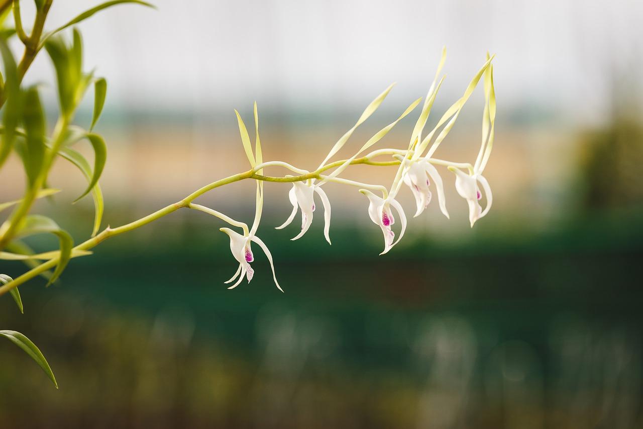 4. 团兰花生长习性