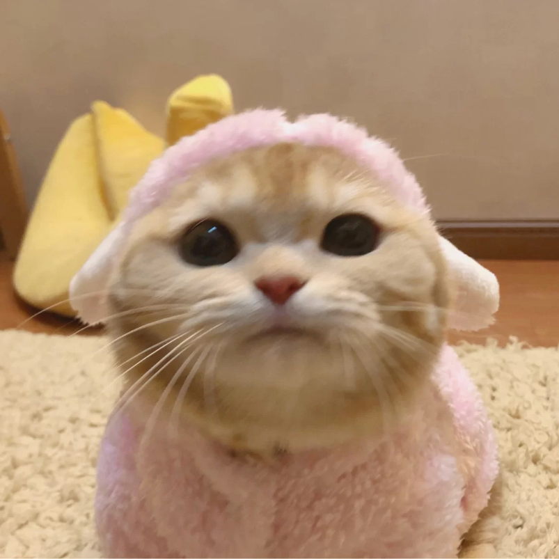 有什么可爱的小动物头像? - 知乎