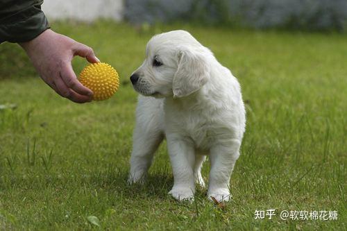 你的行為是在訓狗還是虐狗很多鏟屎官都不知道