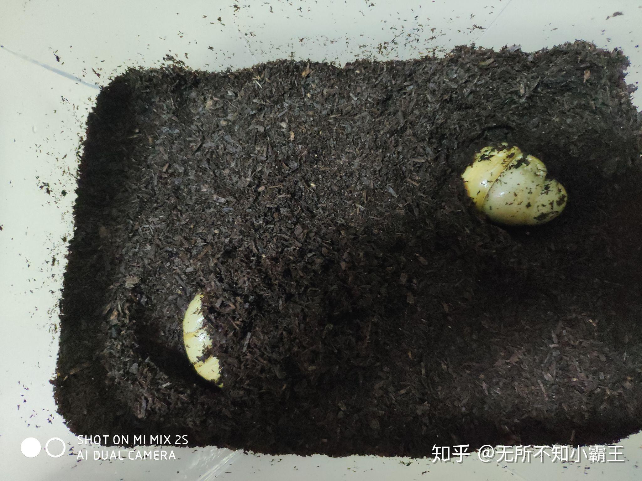 记第一次饲养毛象大兜虫