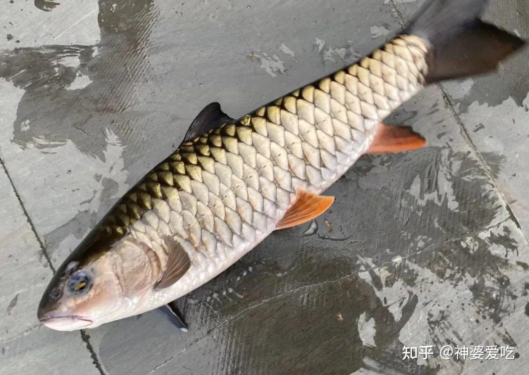 "清水鱼"是种生活方式