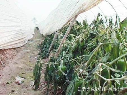 辣椒低温冷害、冻害如何应对?这7大措施你都了解了吗? - 知乎