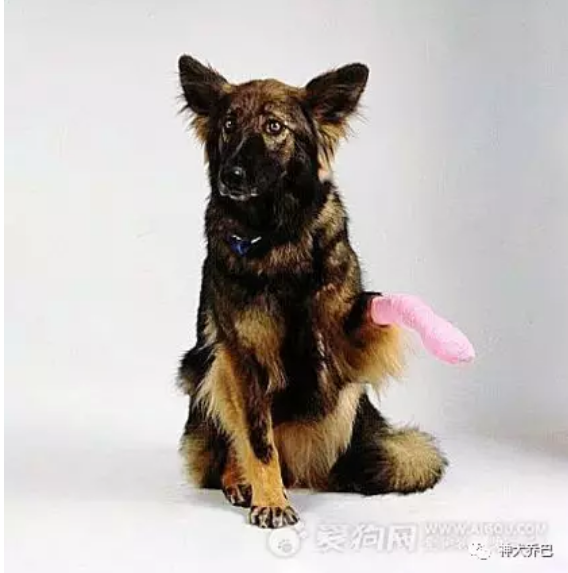 它爪 保护关节与缓解关节炎 知乎