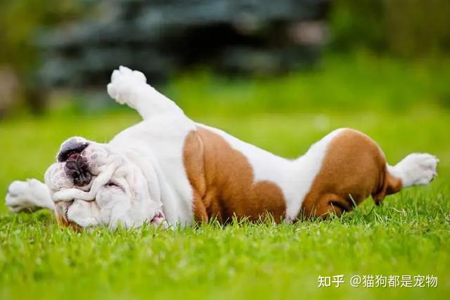 狗狗在地上打滚?原来有这些意思,你知道几个?