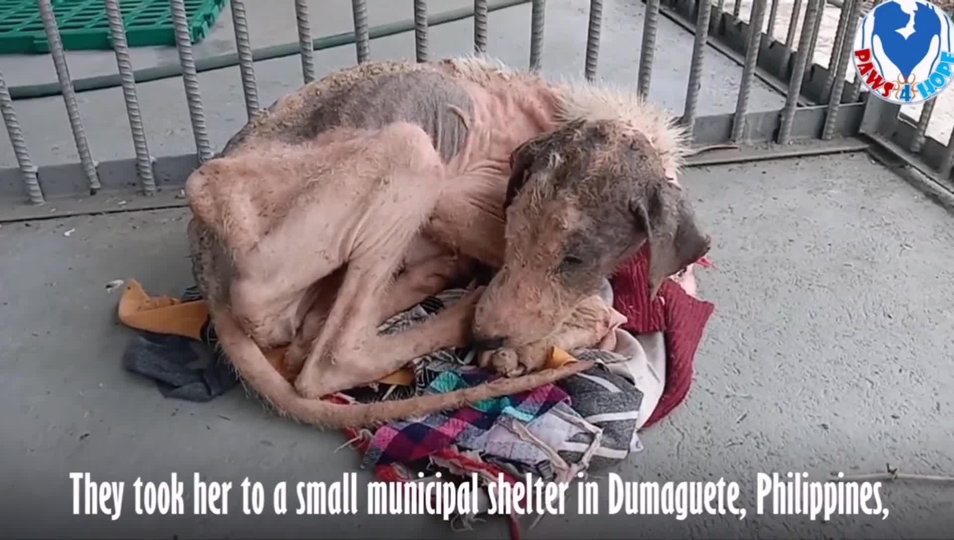 好心人捡到一条骨瘦如柴的哈士奇10个月后华丽变身见证奇迹